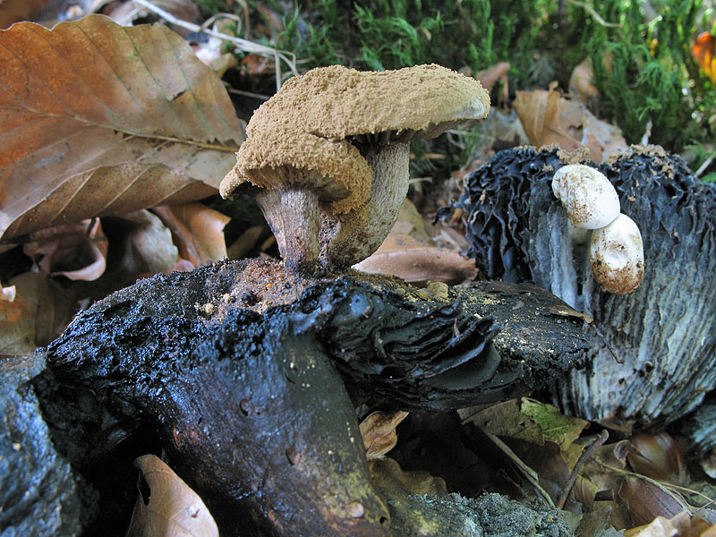 Nyctalis asterophora (Asterophora lycoperdoides)