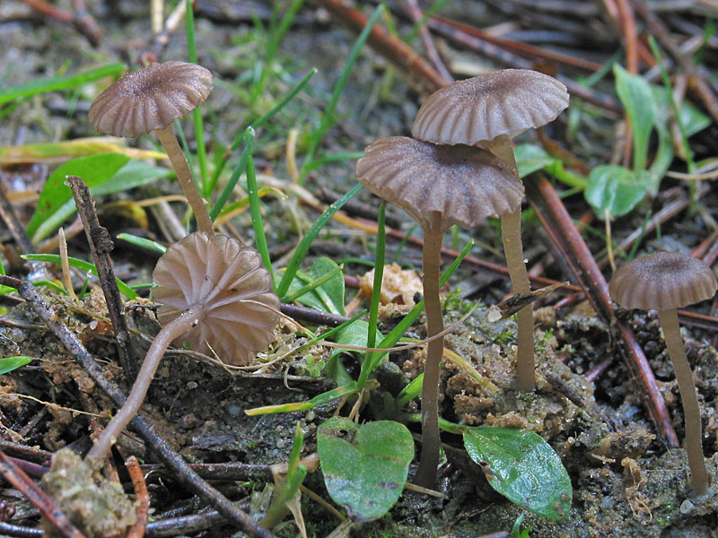 Omphalina pyxidata