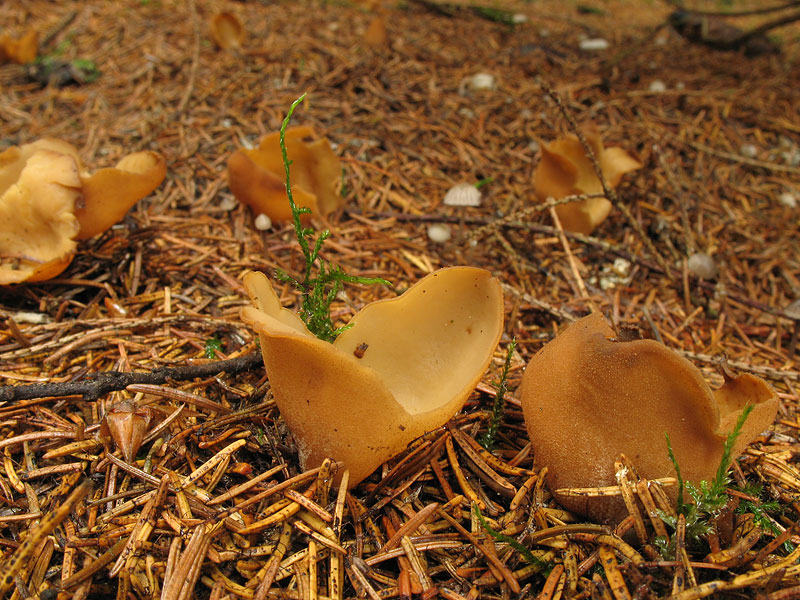 Otidea papillata