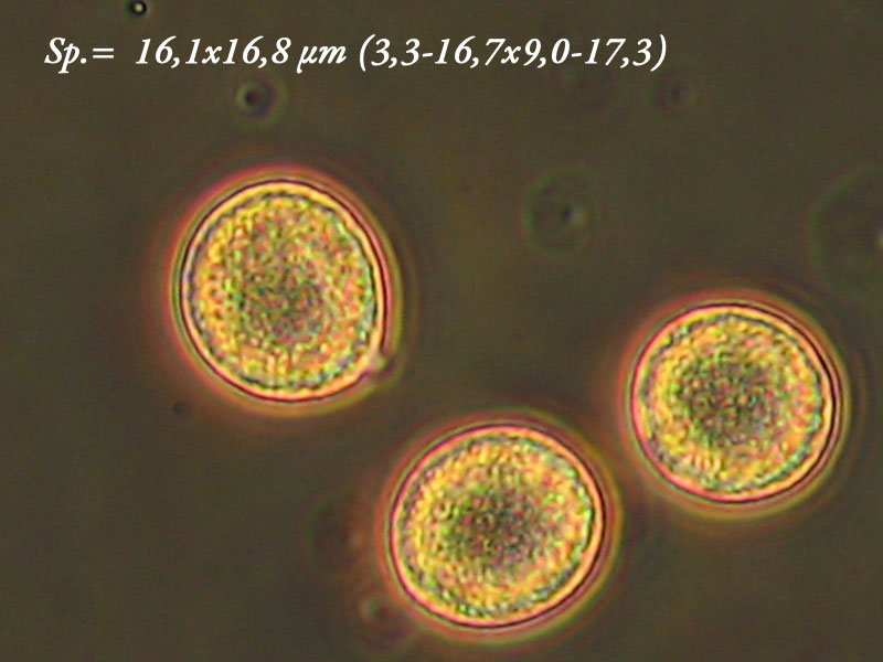 Oudemansiella mucida