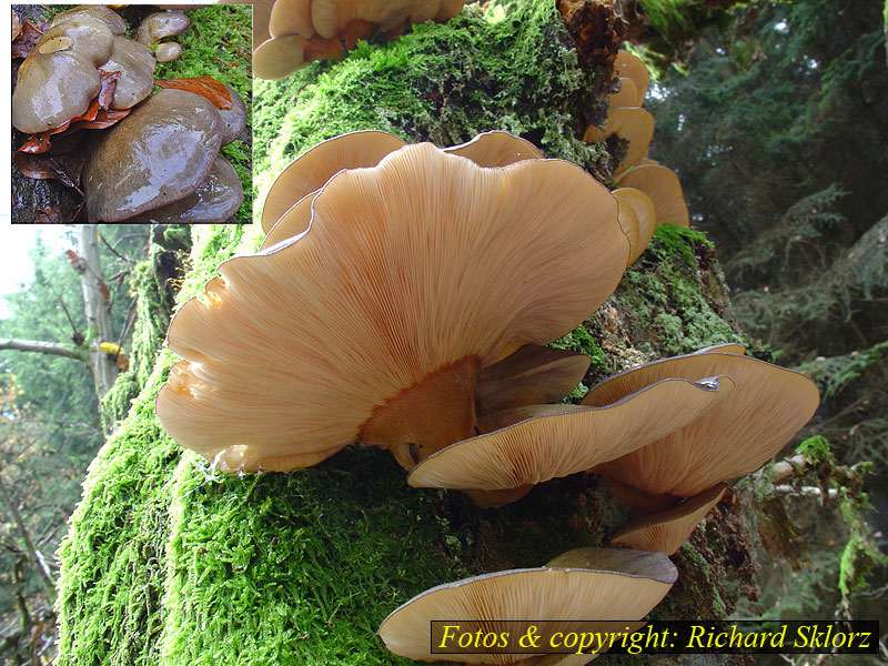 Panellus serotinus