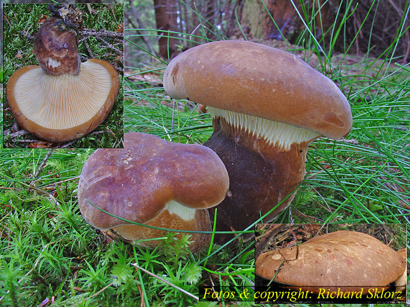 Paxillus atrotomentosus