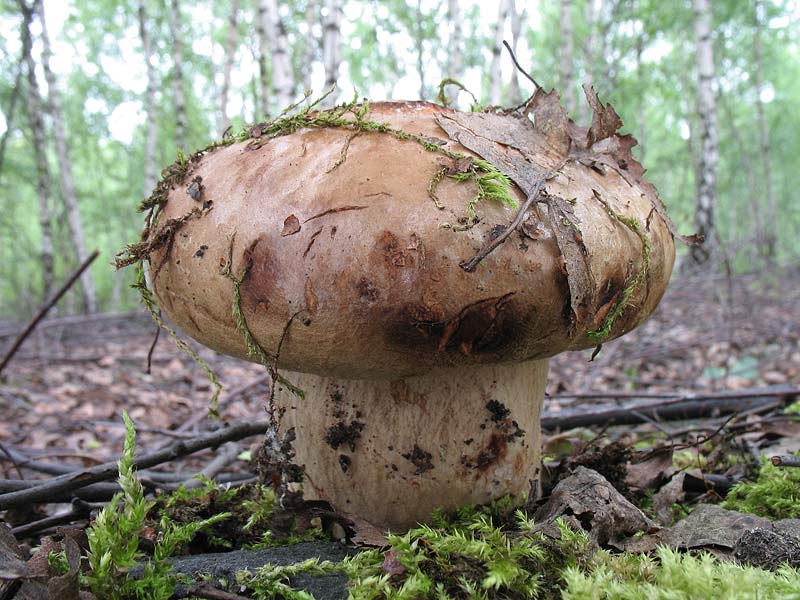 Paxillus involutus