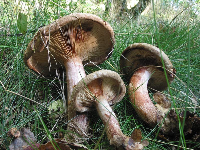 Paxillus involutus