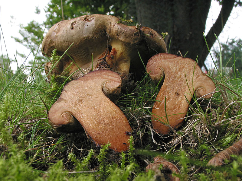 Paxillus involutus