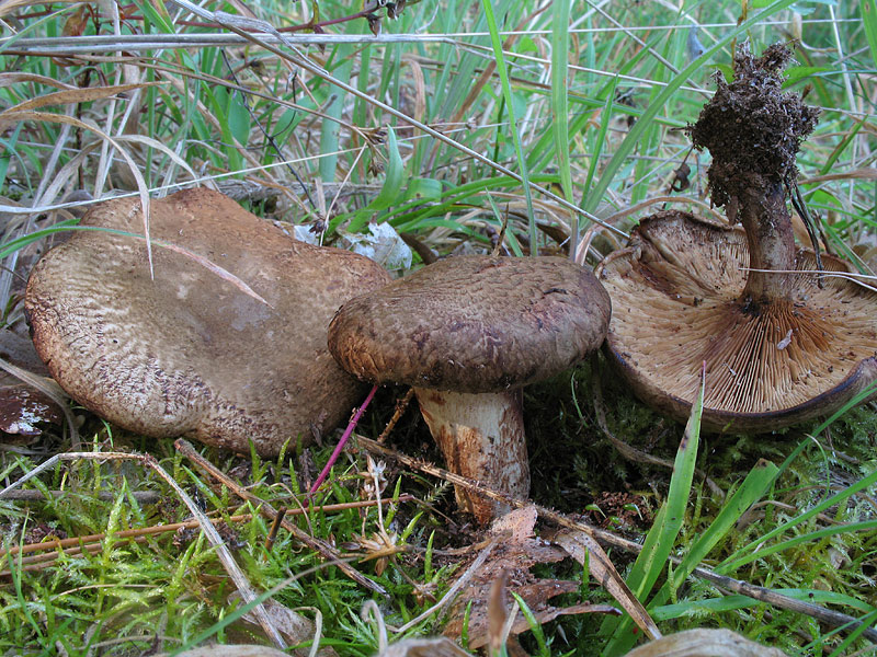 Paxillus rubicundulus