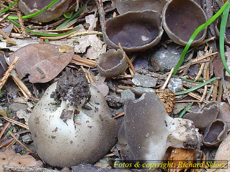 Paxina leucomelaea (Helvella leucomelaea)