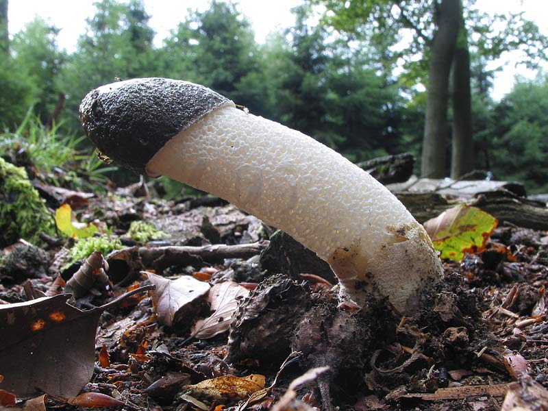 Phallus impudicus