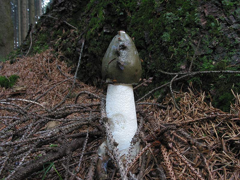 Phallus impudicus