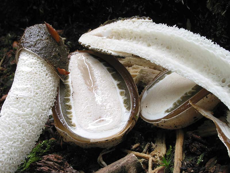 Phallus impudicus