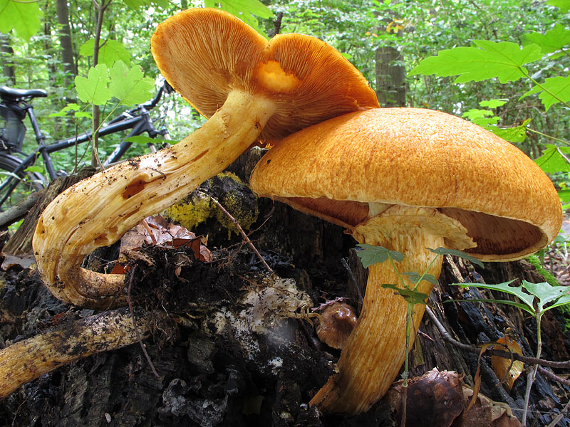 Pholiota aurivella (Pholiota cerifera)