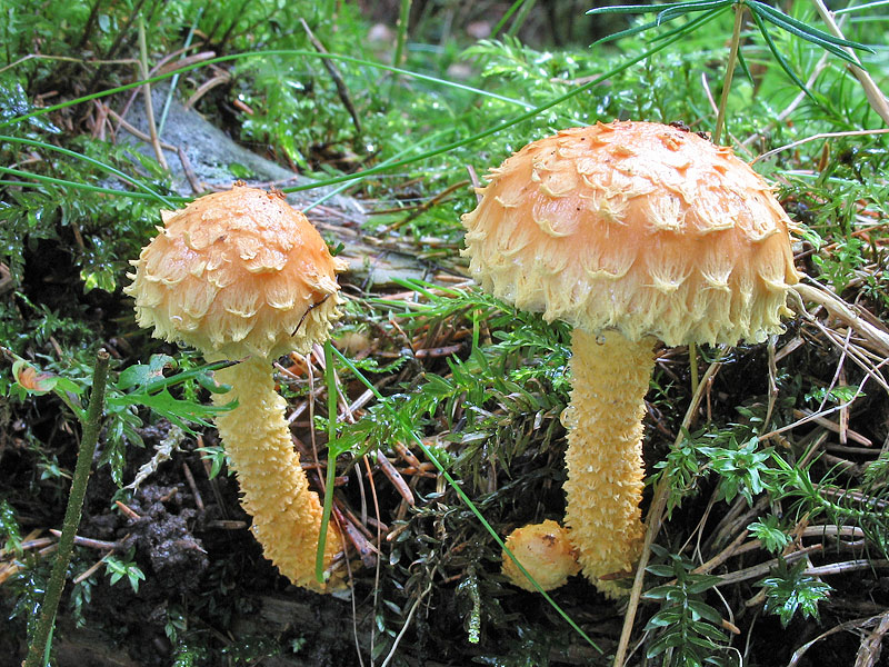 Pholiota flammans