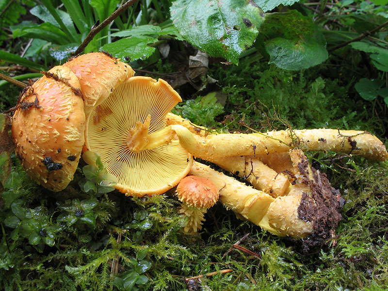 Pholiota flammans