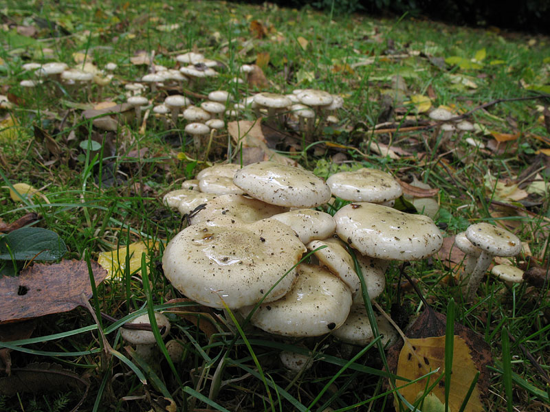 Pholiota gummosa