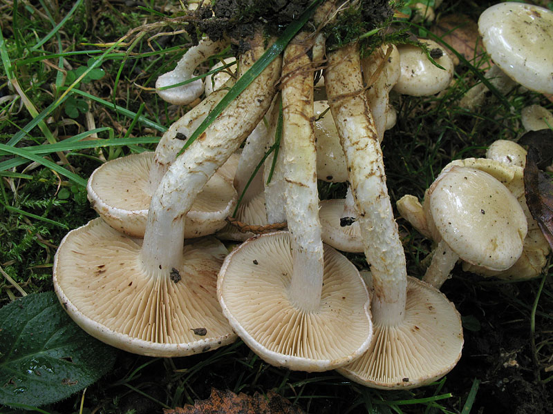 Pholiota gummosa