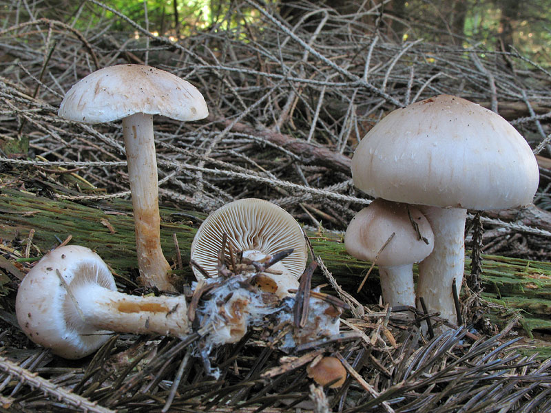 Pholiota lenta