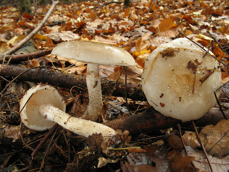 Pholiota lenta