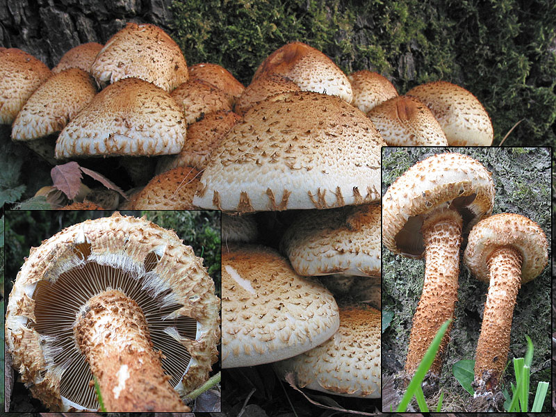 Pholiota squarrosa