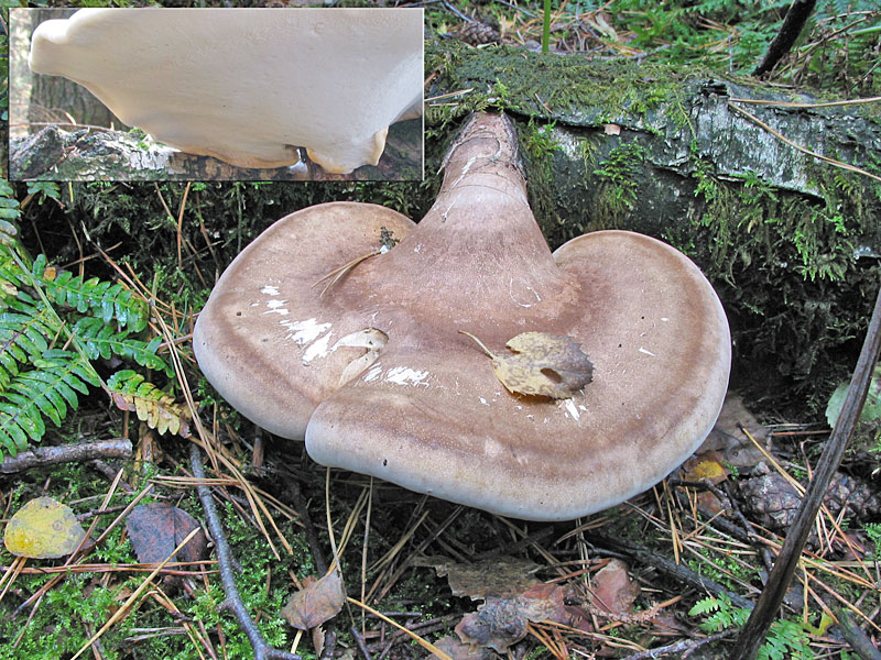 Piptoporus betulinus