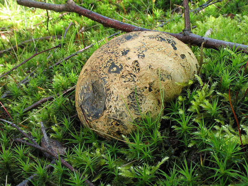 Pisolithus arhizus