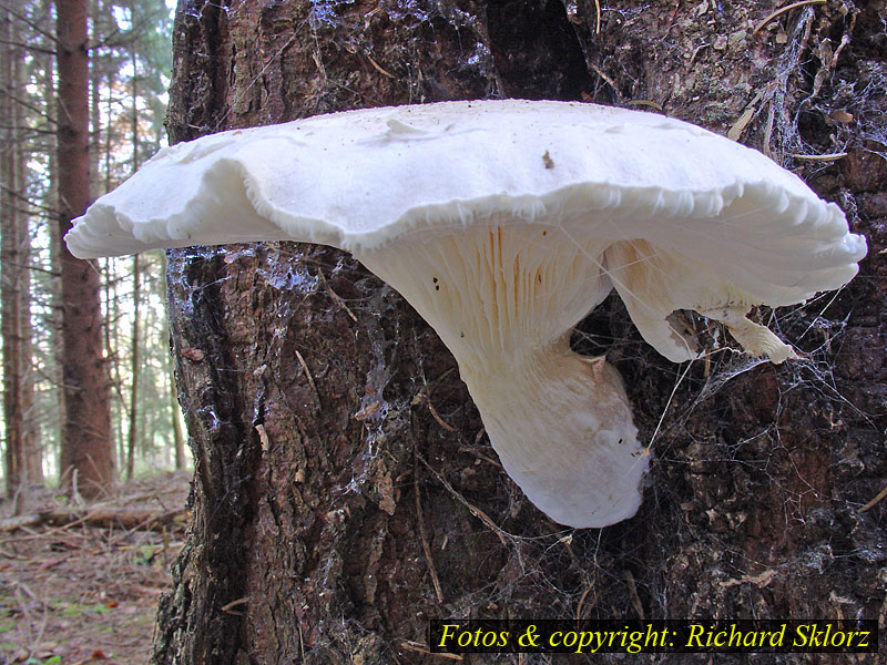 Pleurotus dryinus