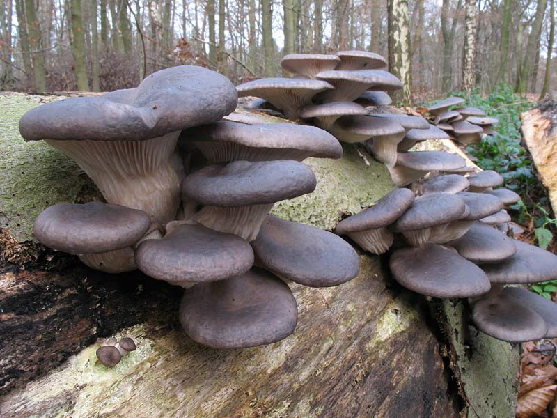 Pleurotus ostreatus