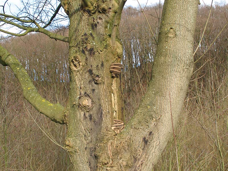 Pleurotus ostreatus