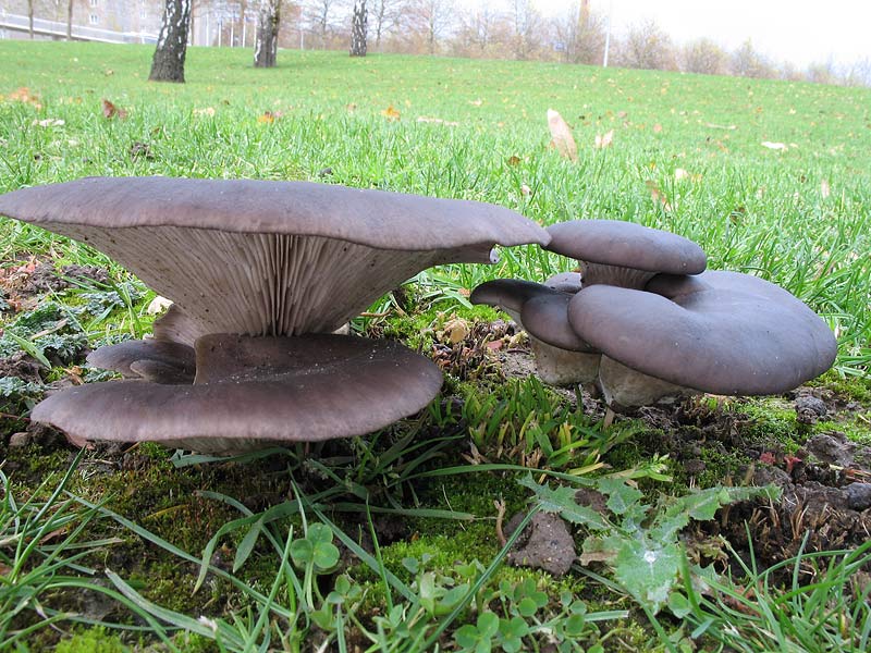 Pleurotus ostreatus