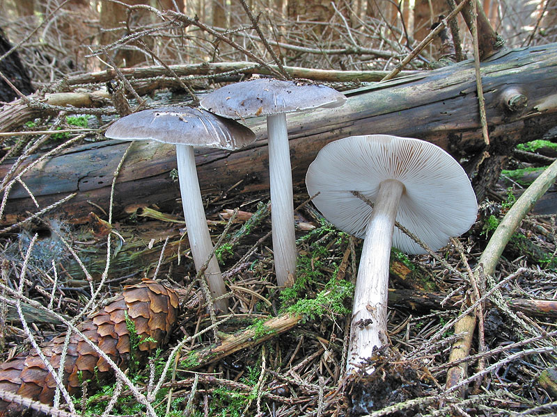 Pluteus cervinus