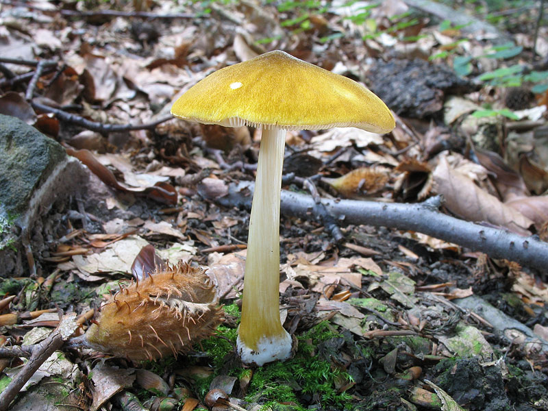 Pluteus leoninus