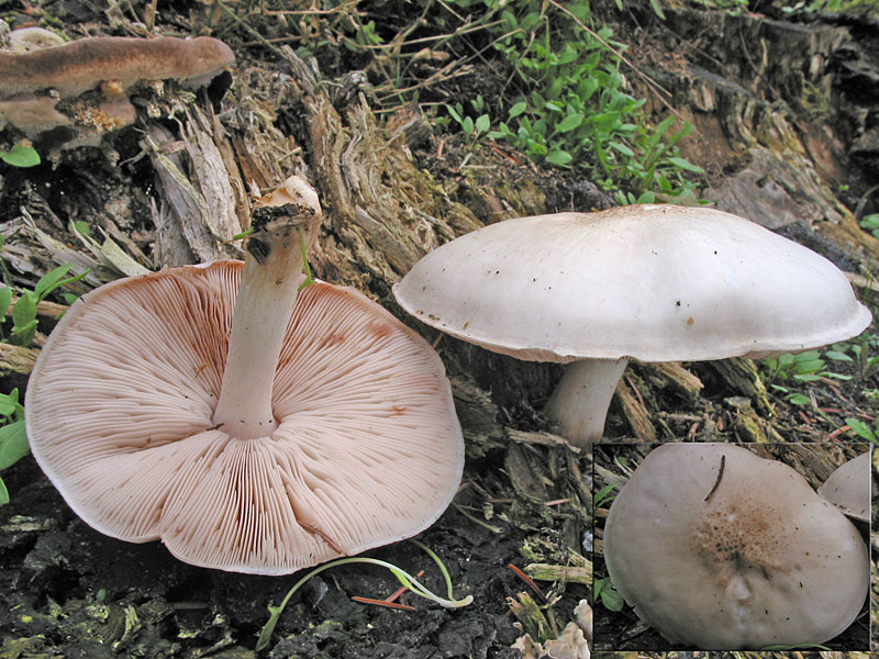 Pluteus petasatus