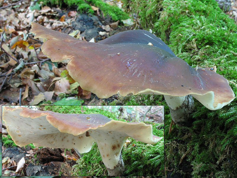 Polyporus badius