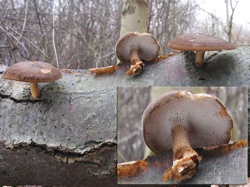 Polyporus brumalis