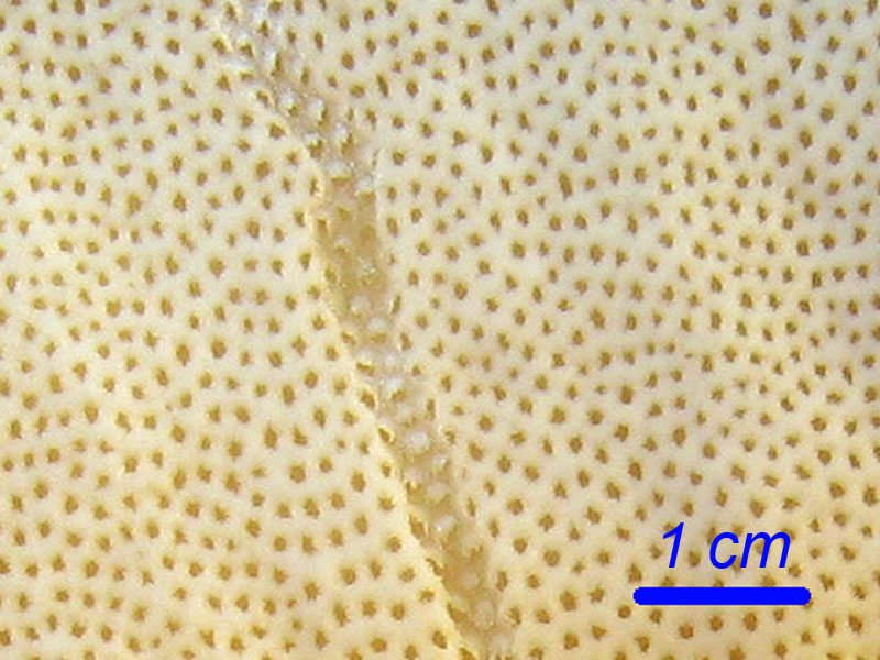 Polyporus lepideus (ciliatus)
