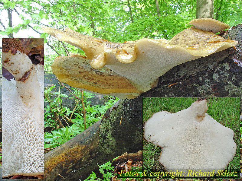 Polyporus squamosus