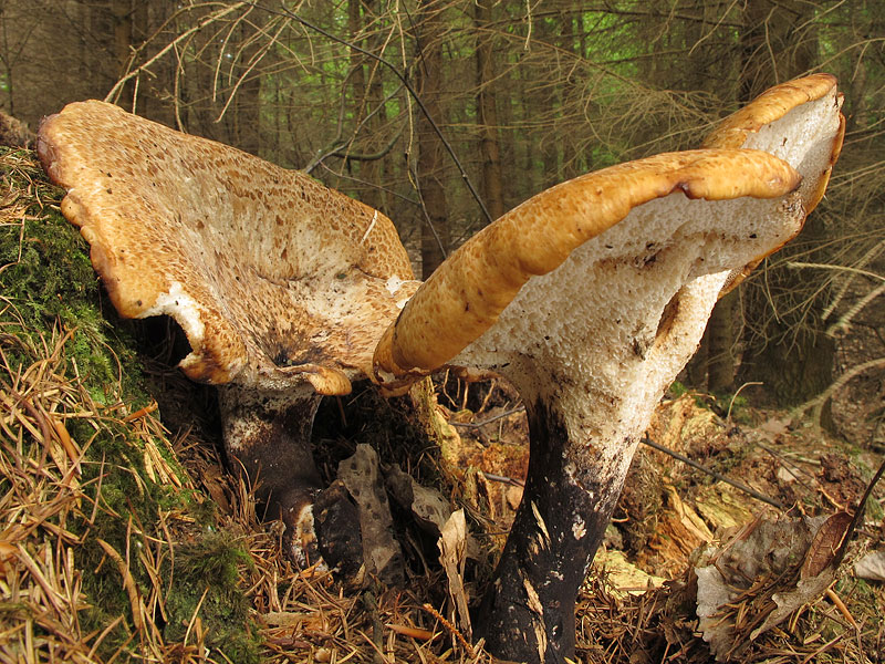 Polyporus squamosus