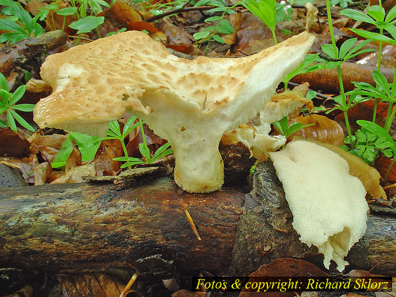 Polyporus tuberaster (lentus, forquignonii)