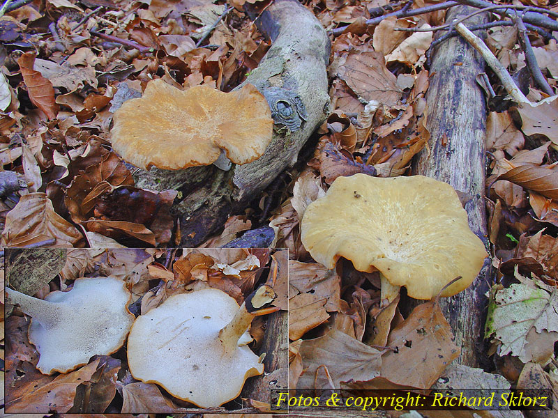 Polyporus varius