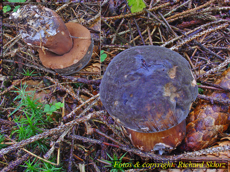 Porphyrellus porphyrosporus