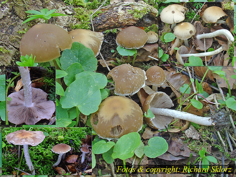 Psathyrella artemisiae (squamosa)