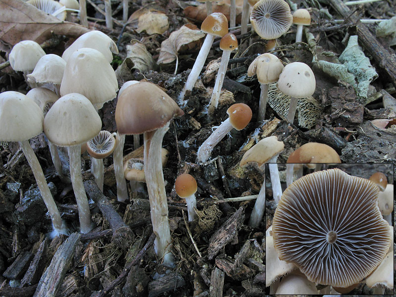 Psathyrella bifrons