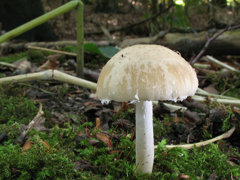 Psathyrella candolleana