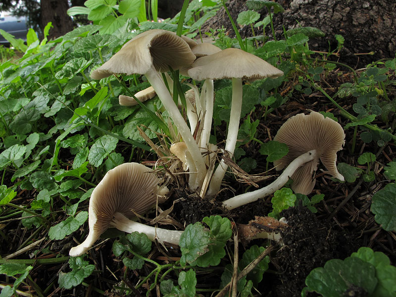 Psathyrella candolleana