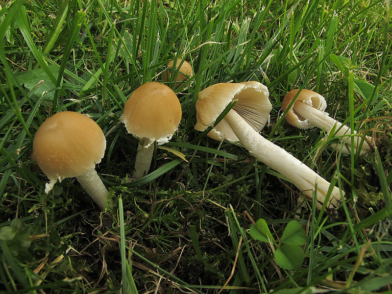 Psathyrella candolleana