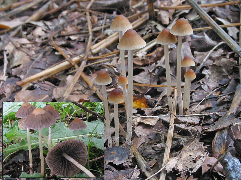 Psathyrella corrugis (gracilis)