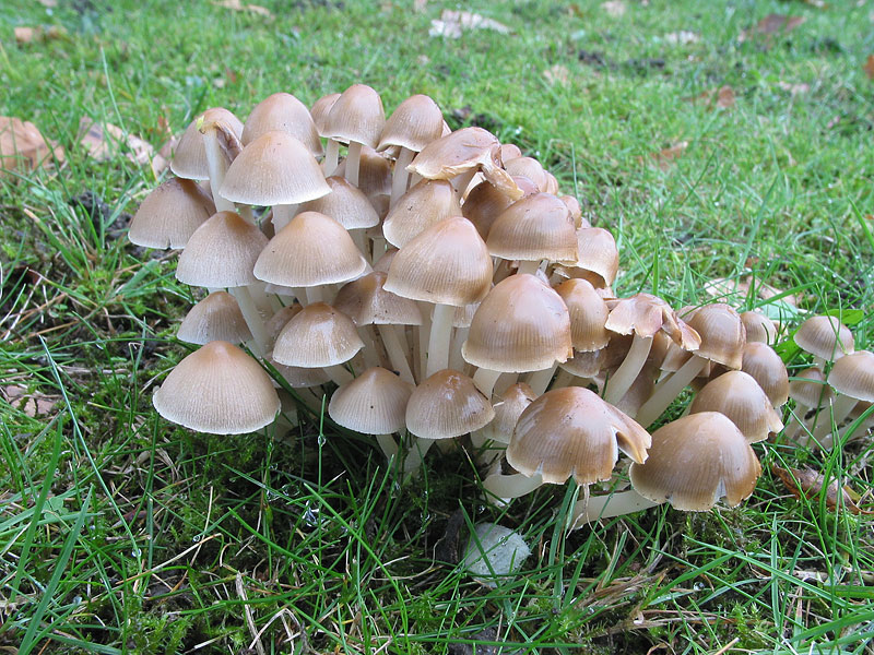 Psathyrella multipedata