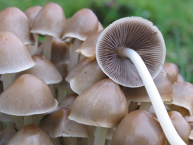 Psathyrella multipedata