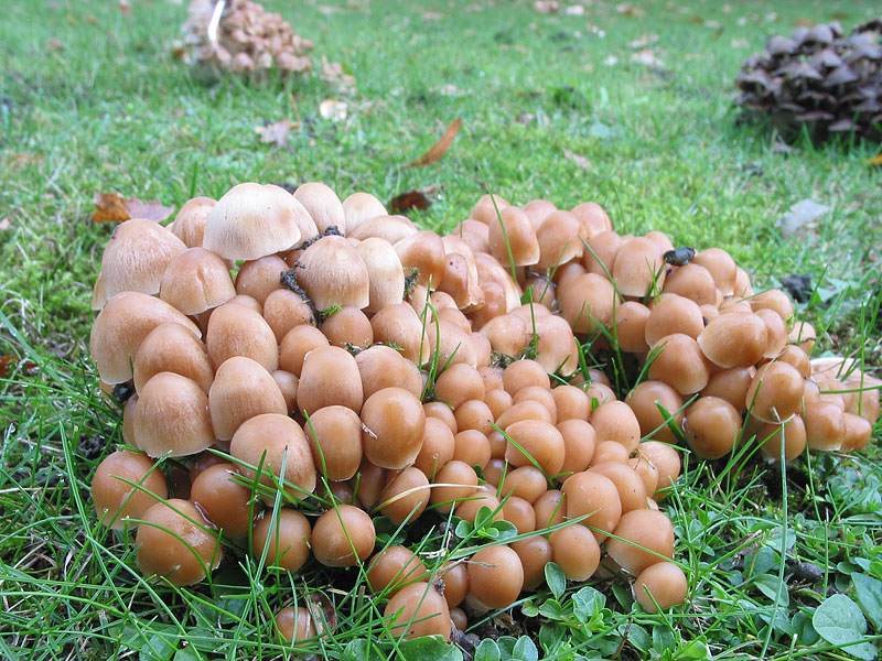 Psathyrella multipedata