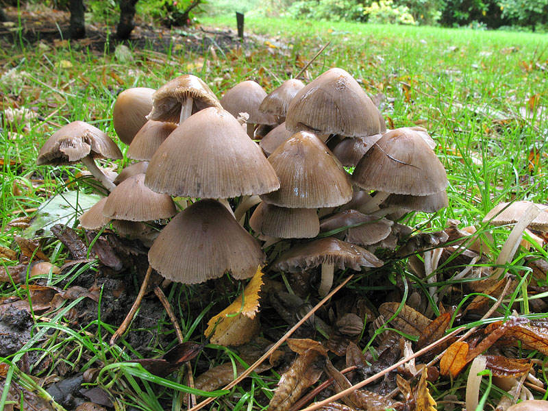 Psathyrella multipedata