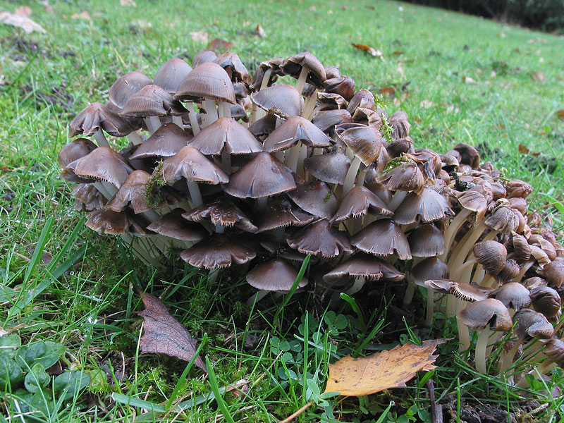 Psathyrella multipedata